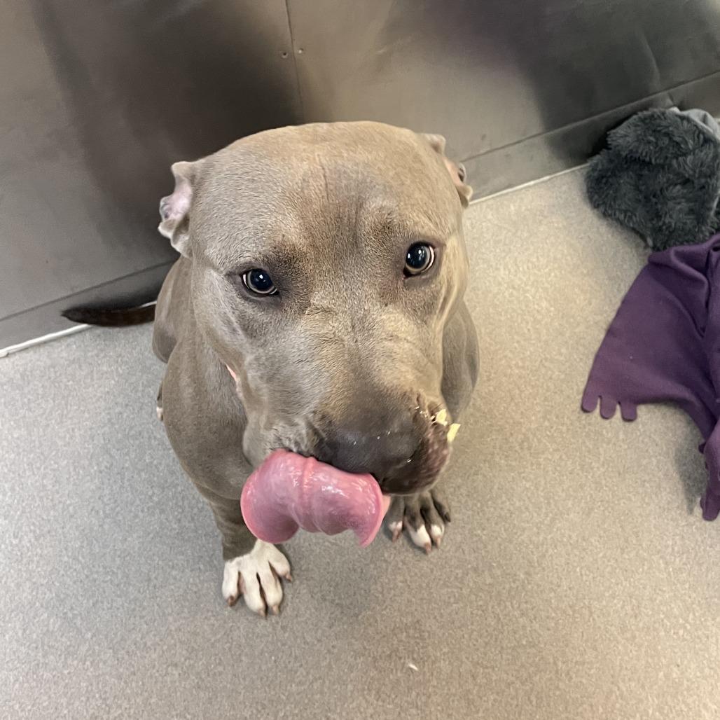 Enlarge Blue Skidoo You Can Too, a Adoptable Pit Bull Terrier in Baltimore, MD image 2/3