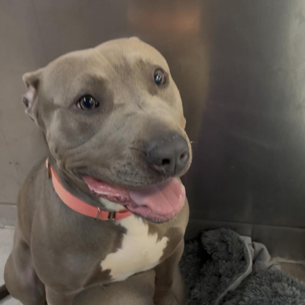 Enlarge Blue Skidoo You Can Too, a Adoptable Pit Bull Terrier in Baltimore, MD image 3/3