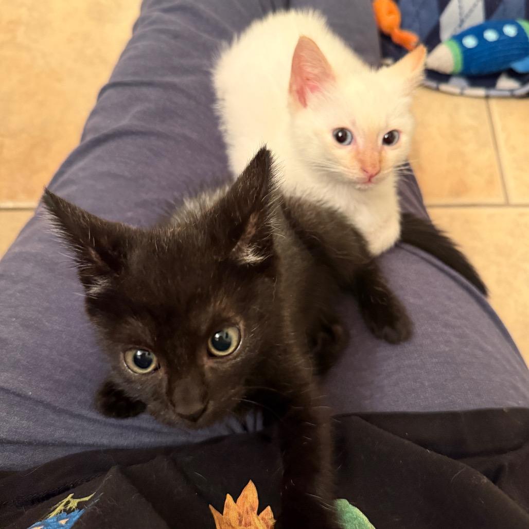 Cosmo, Adoptable, Kitten Male Domestic Short Hair & Siamese.
