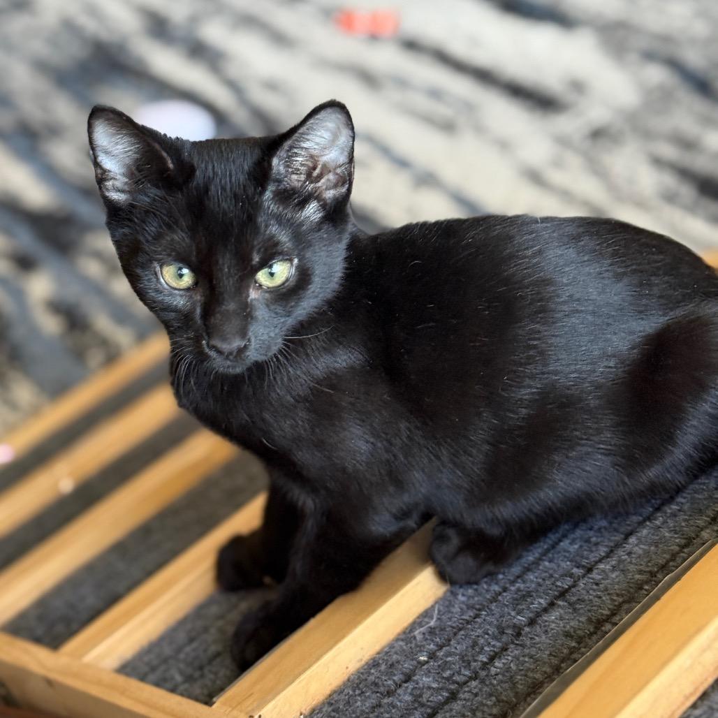 Enlarge Cosmo, a Adoptable mixed breed in Agoura Hills, CA image 2/6