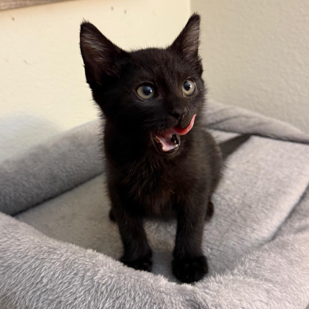 Enlarge Cosmo, a Adoptable mixed breed in Agoura Hills, CA image 5/6