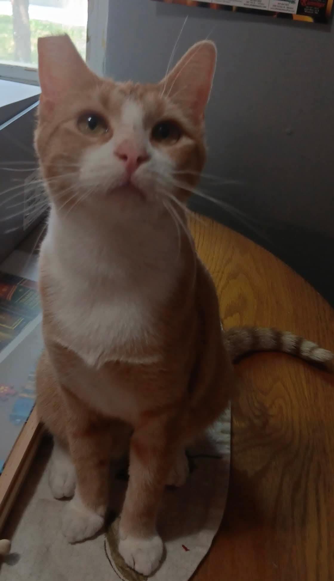 Enlarge Baby Girl, a ADOPTABLE Domestic Short Hair in Windom, MN image 1/1