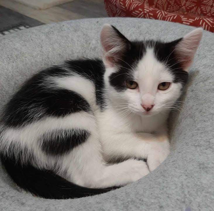 Jelly Bean, adopted, Young Male Domestic Short Hair.