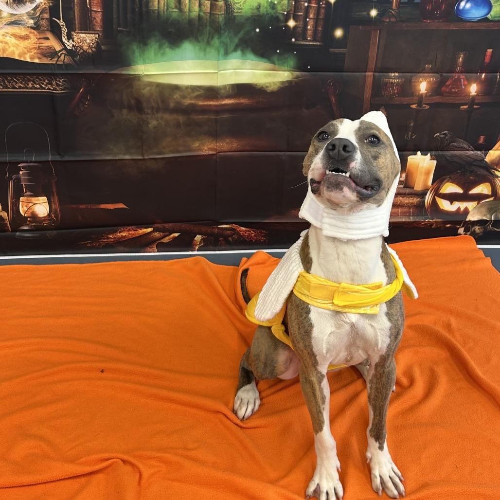 Enlarge Phoebe, a Adoptable Pit Bull Terrier in Raleigh, NC image 1/6