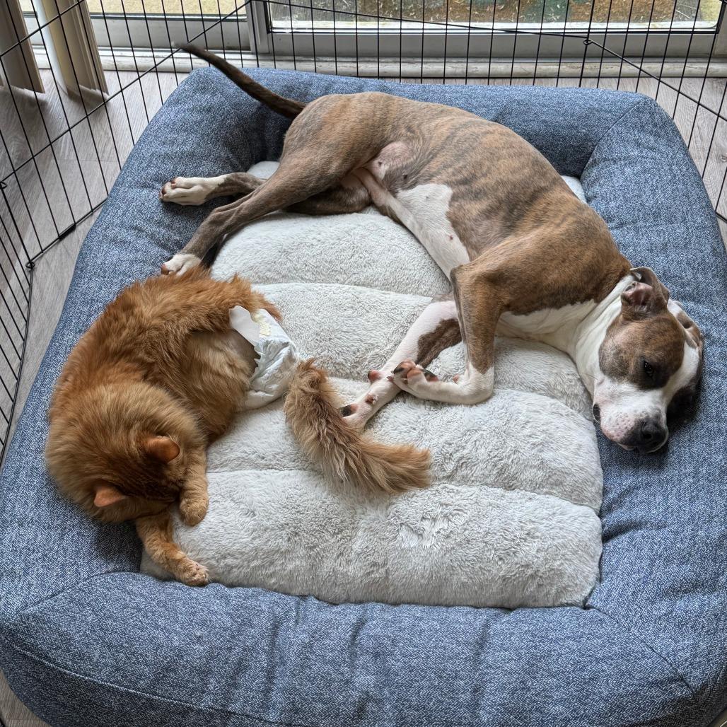 Enlarge Phoebe, a Adoptable Pit Bull Terrier in Raleigh, NC image 2/6