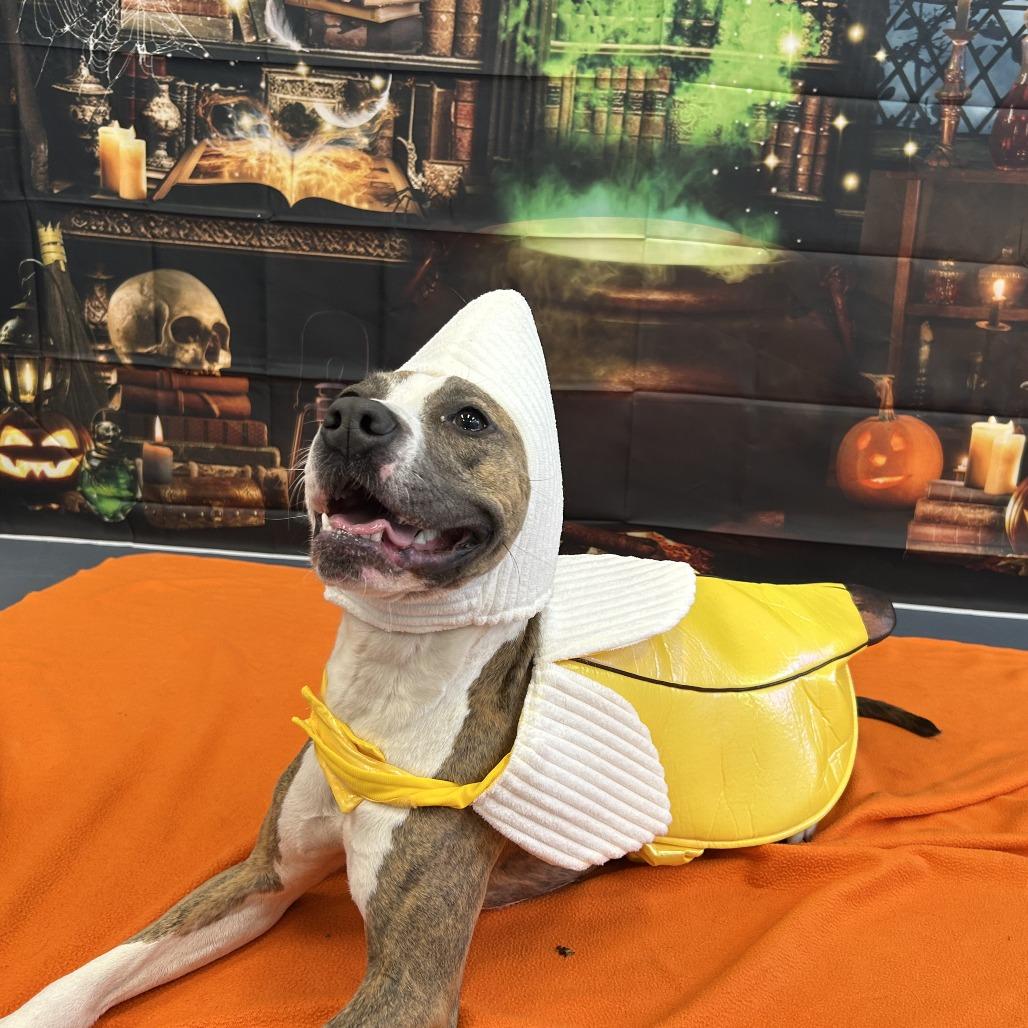 Phoebe, a Adoptable Pit Bull Terrier in Raleigh, NC image 3/6