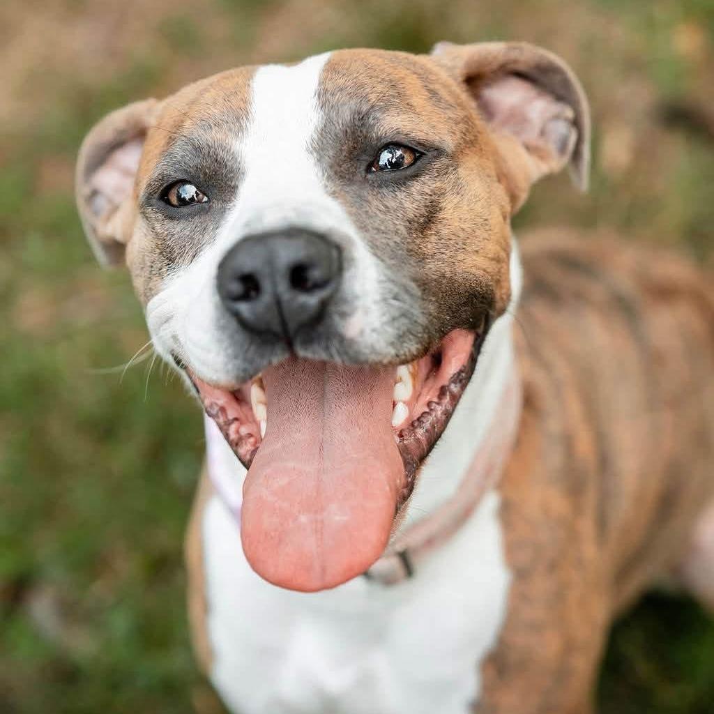 Phoebe, a Adoptable Pit Bull Terrier in Raleigh, NC image 3/6