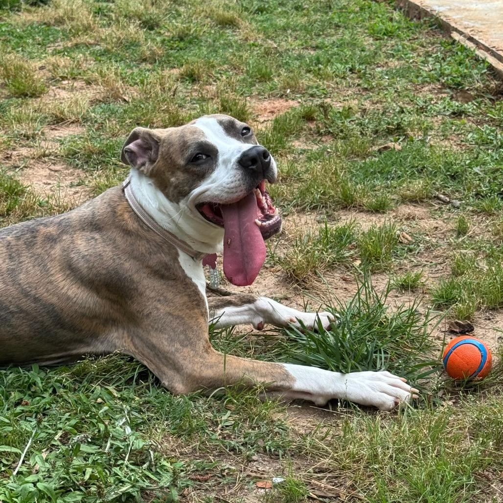 Enlarge Phoebe, a Adoptable Pit Bull Terrier in Raleigh, NC image 4/6
