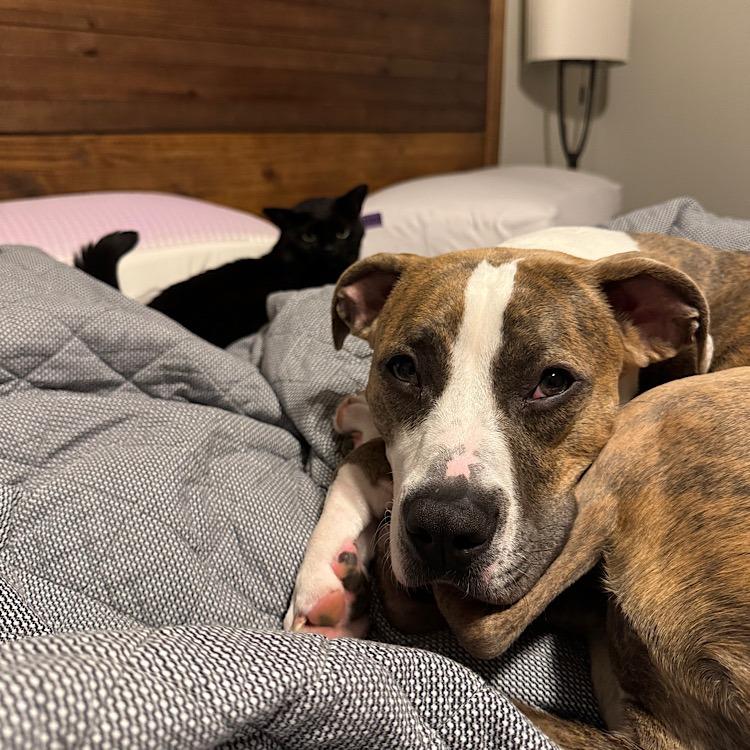 Enlarge Phoebe, a Adoptable Pit Bull Terrier in Raleigh, NC image 5/6