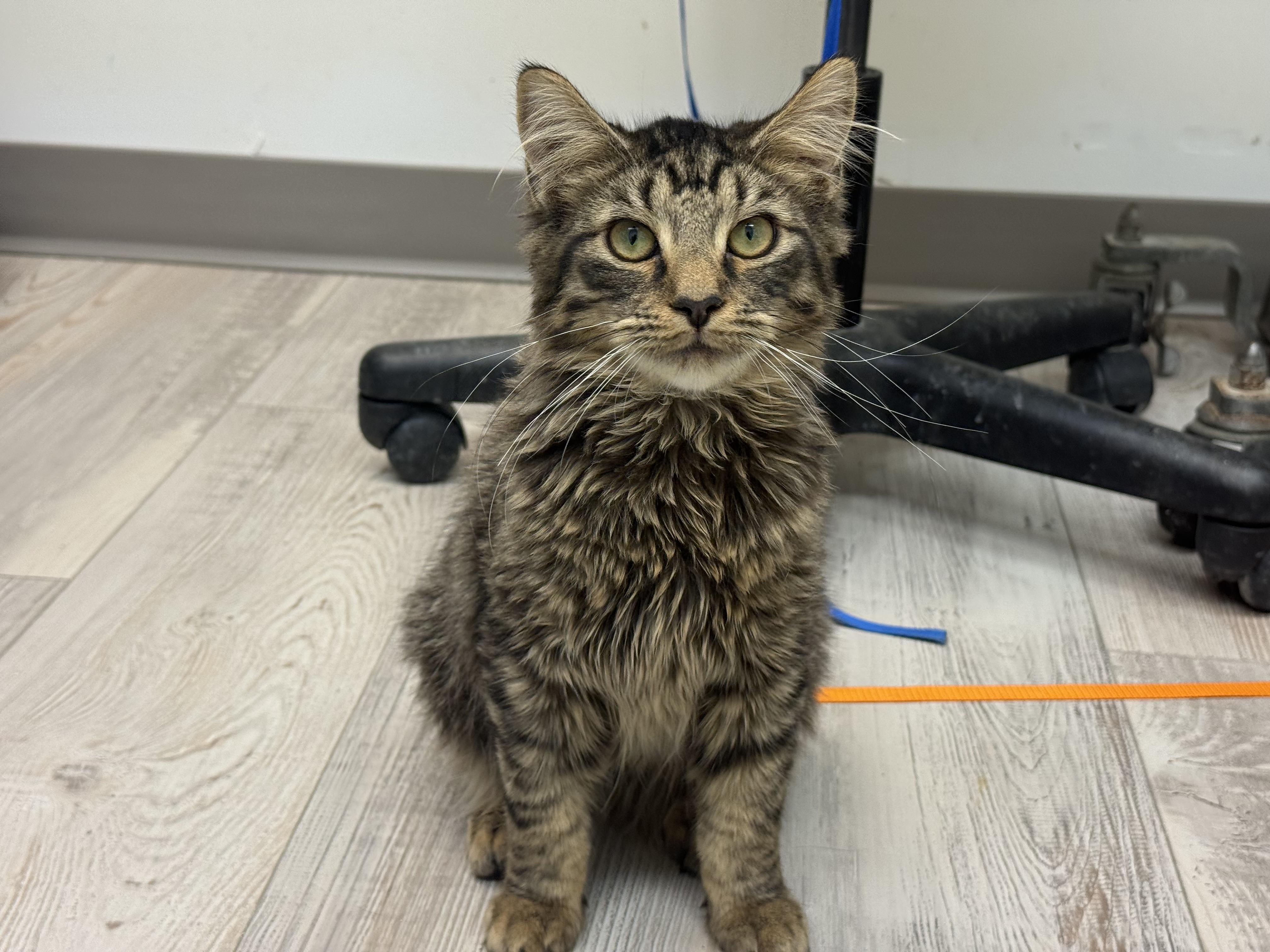 Enlarge Vito, a ADOPTABLE Domestic Long Hair in Madison, WI image 2/5