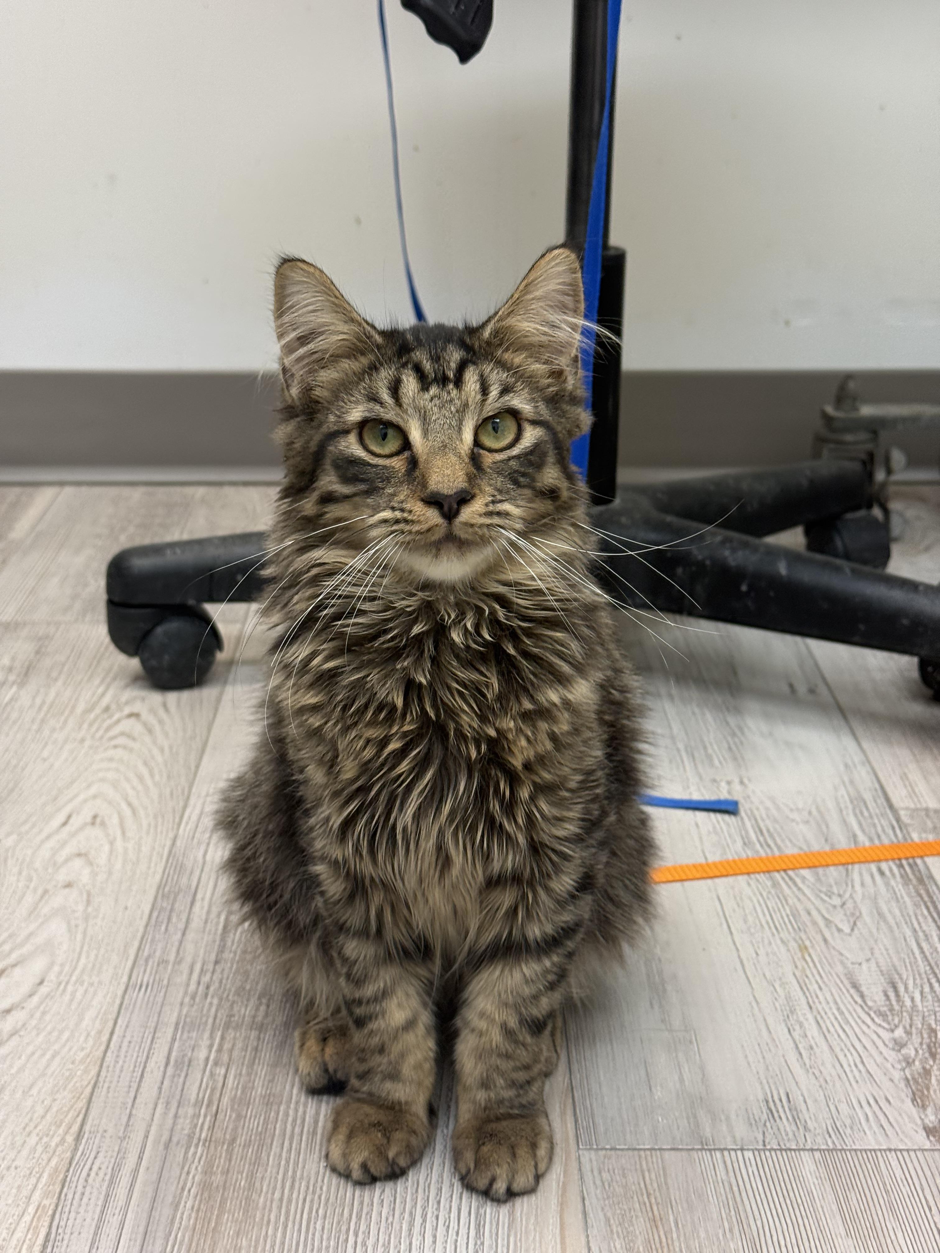 Enlarge Vito, a ADOPTABLE Domestic Long Hair in Madison, WI image 5/5