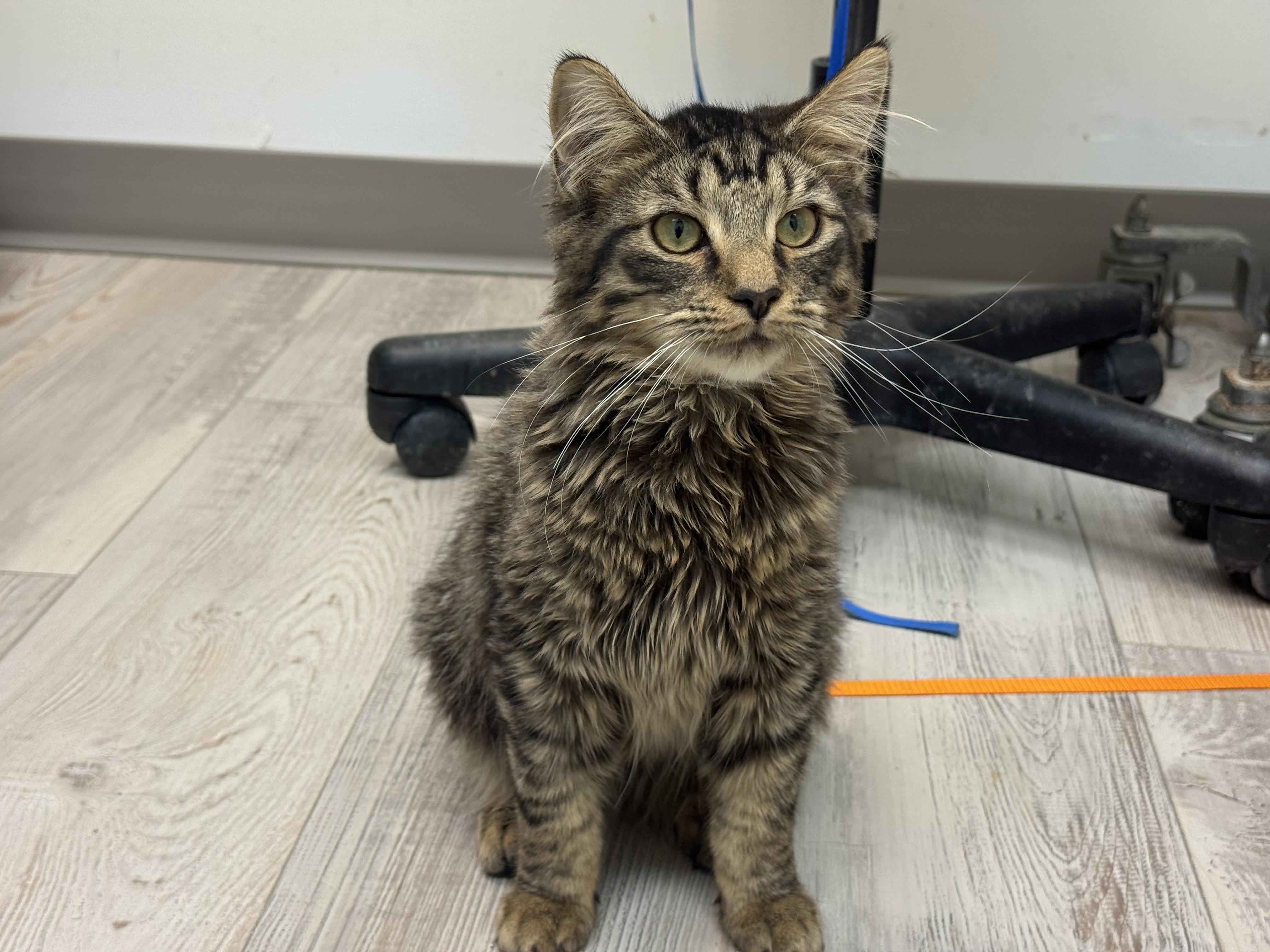 Enlarge Vito, a ADOPTABLE Domestic Long Hair in Madison, WI image 3/5