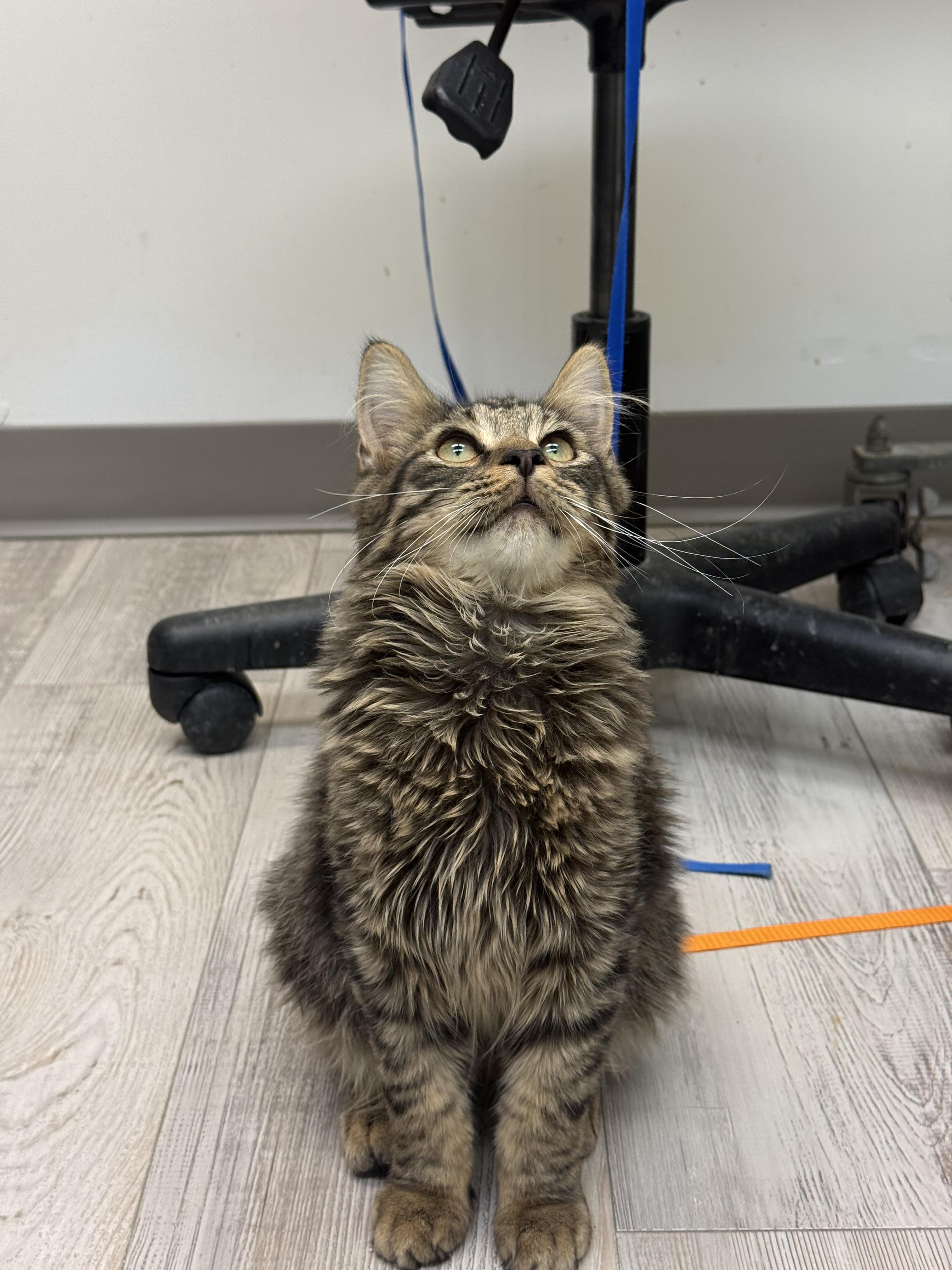 Enlarge Vito, a ADOPTABLE Domestic Long Hair in Madison, WI image 4/5