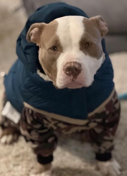 Tuffy, Adoptable, Adult Male Mixed Breed & Mixed Breed.