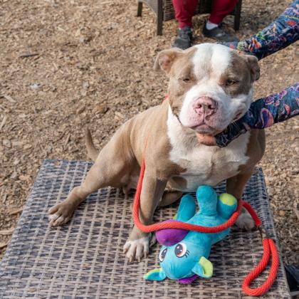 Enlarge Tuffy, a Adoptable Mixed Breed in Chamblee, GA image 3/3
