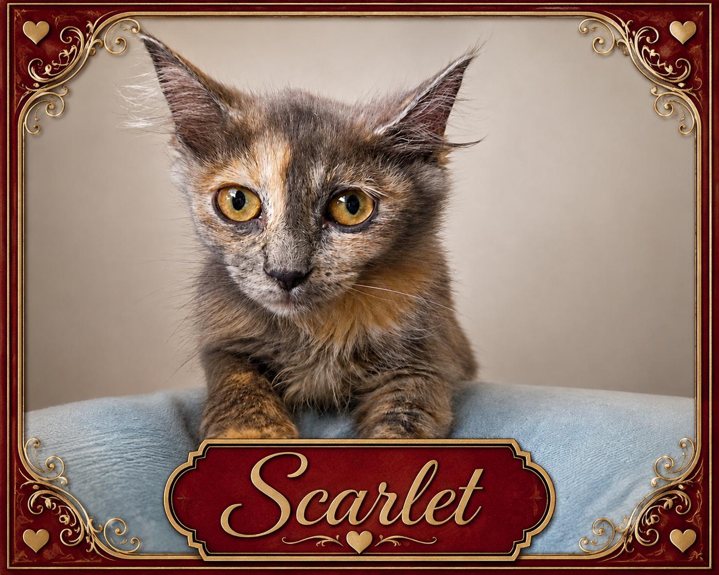 Scarlet photo
