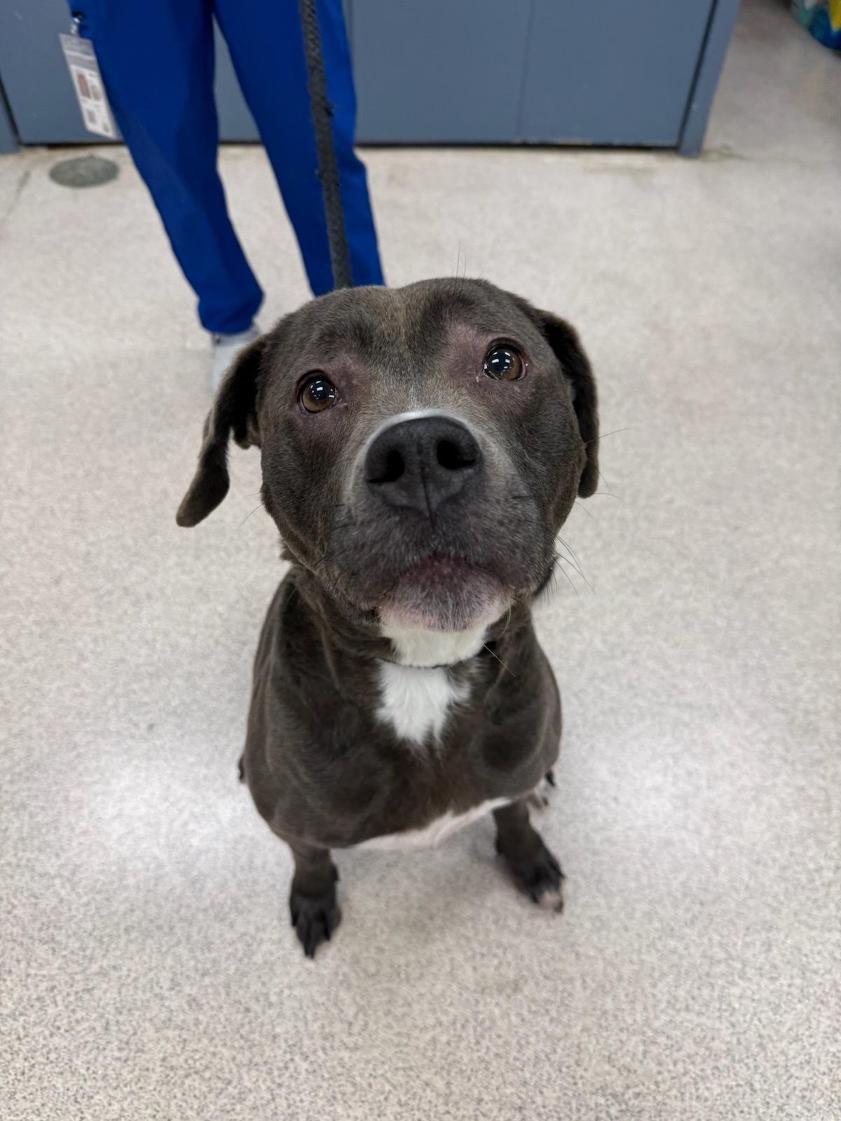 Shelby, ADOPTABLE, Senior Female Pit Bull Terrier.