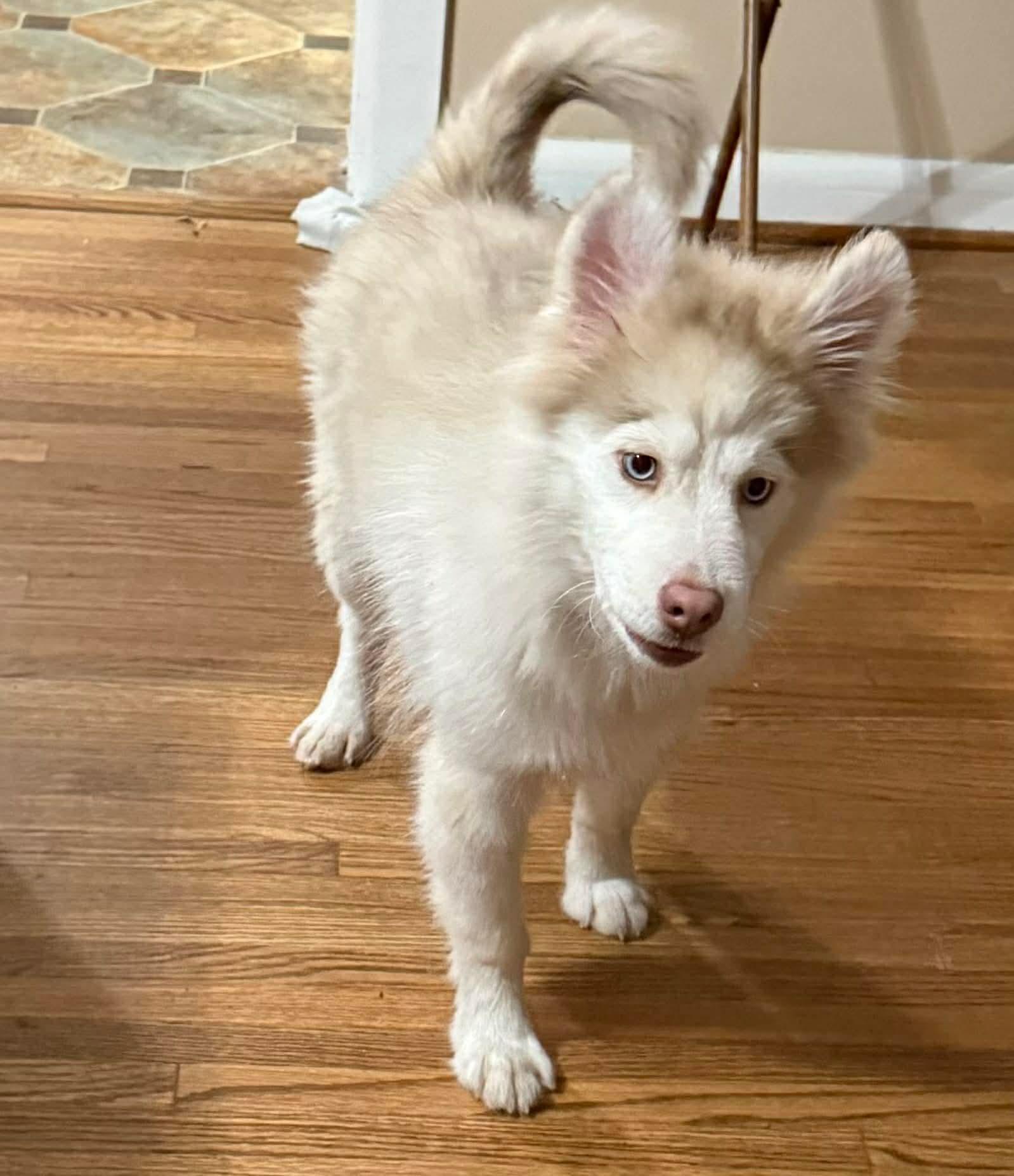 Enlarge Artic, a ADOPTABLE Pomsky in Anniston, AL image 1/1