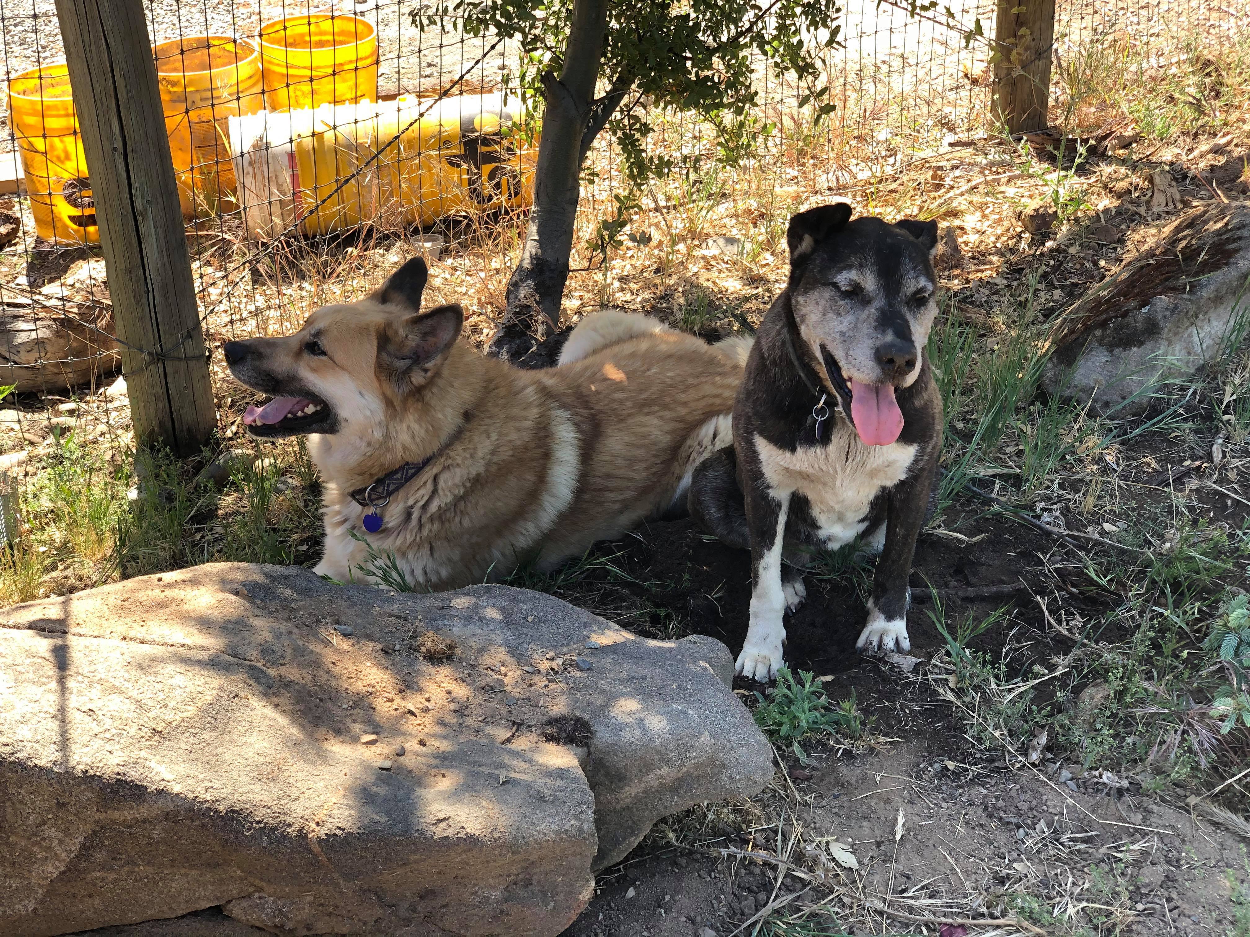 Macy and Jewels Bonded Pair California, Adoptable, Senior Female German Shepherd Dog.