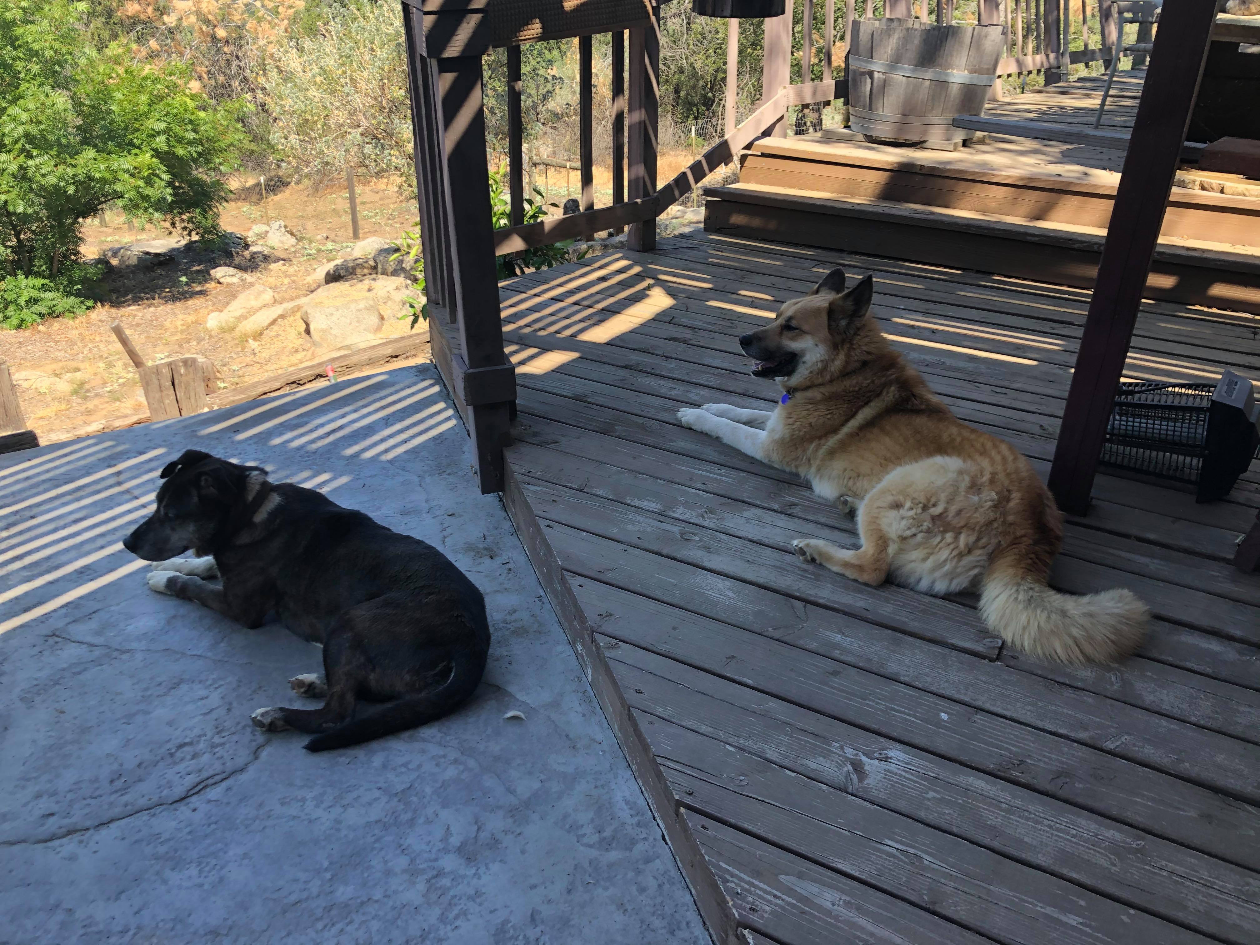 Macy and Jewels Bonded Pair California, a Adoptable mixed breed in Oakhurst, CA image 2/2