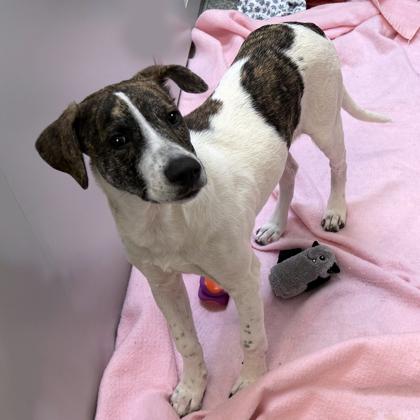 Ettiene, Adoptable, Puppy Male Plott Hound & Mixed Breed.