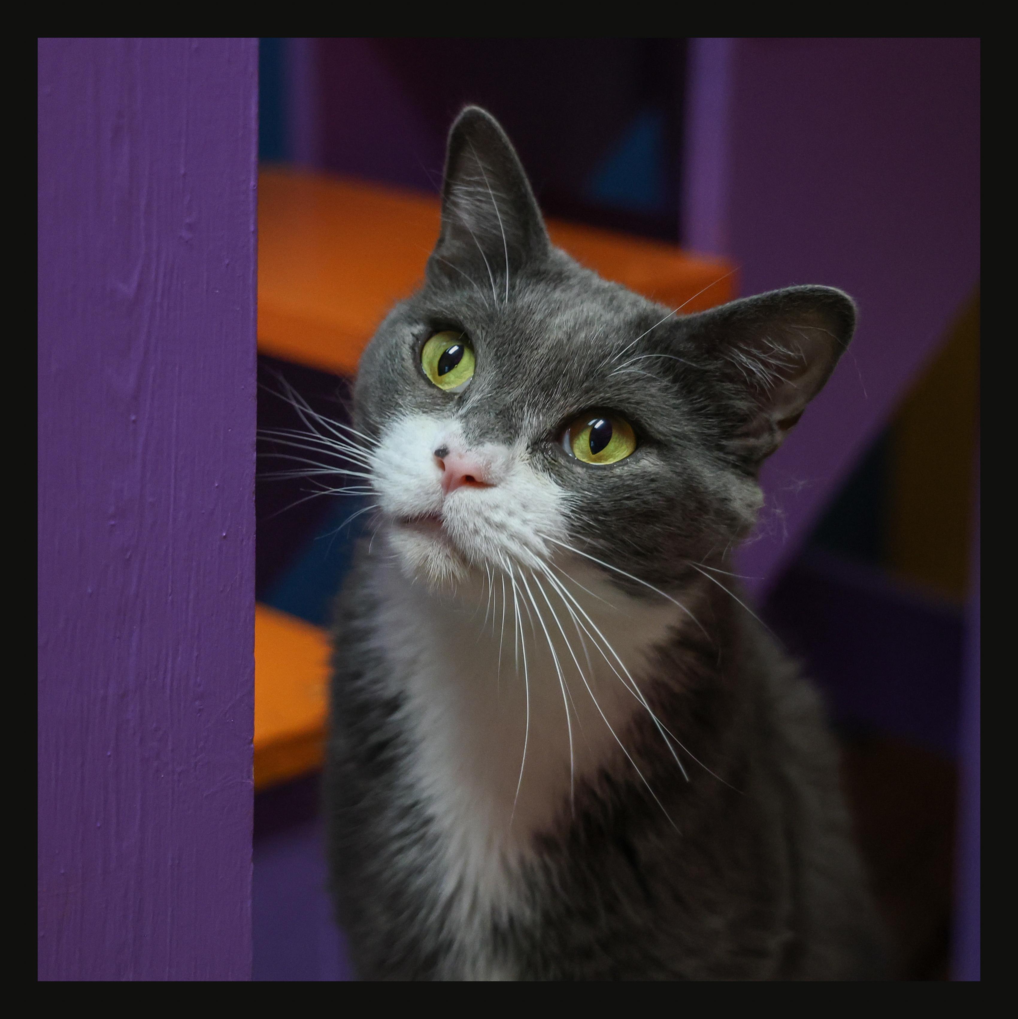 Enlarge Momba, a ADOPTABLE Domestic Short Hair in Topeka, KS image 1/3
