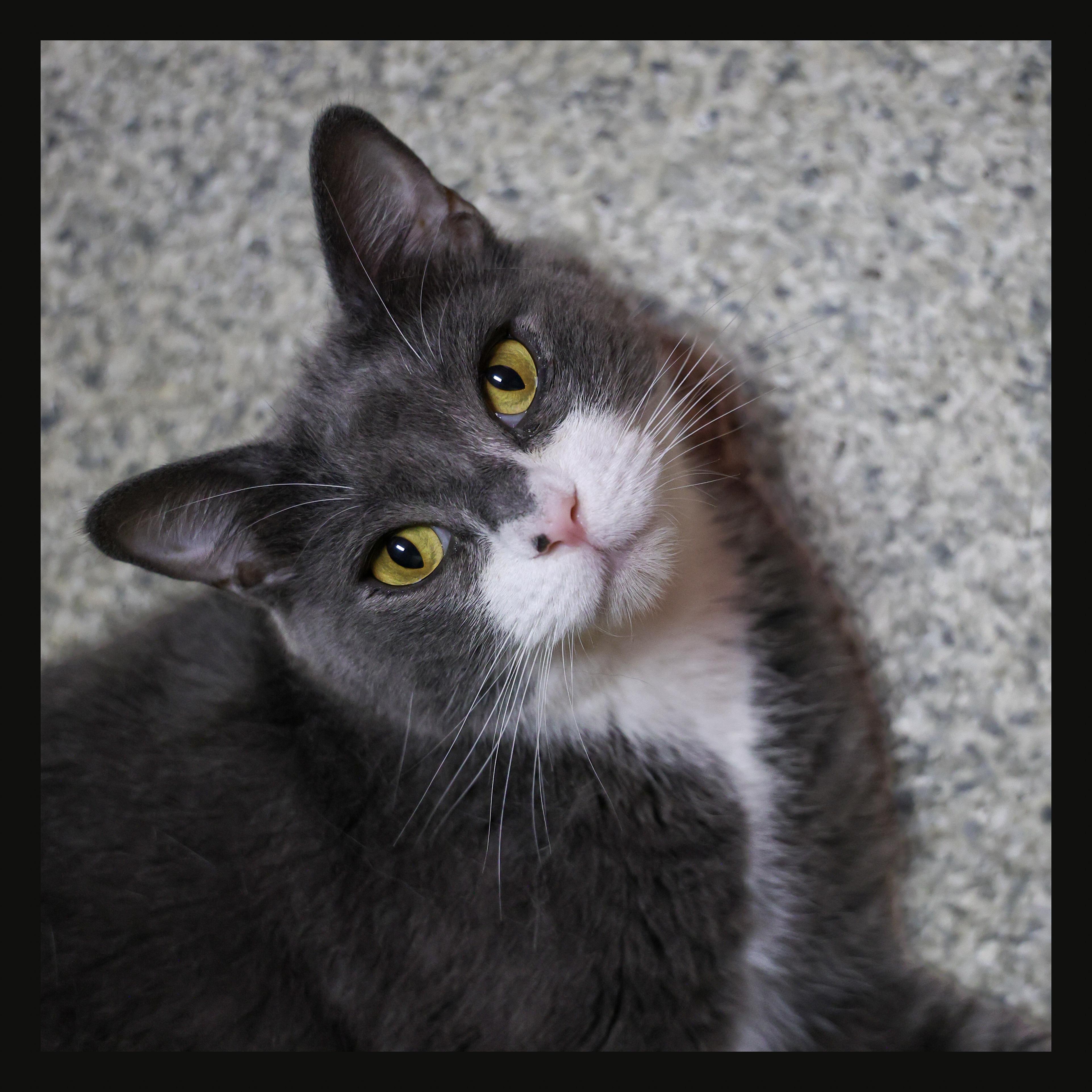 Enlarge Momba, a ADOPTABLE Domestic Short Hair in Topeka, KS image 3/3