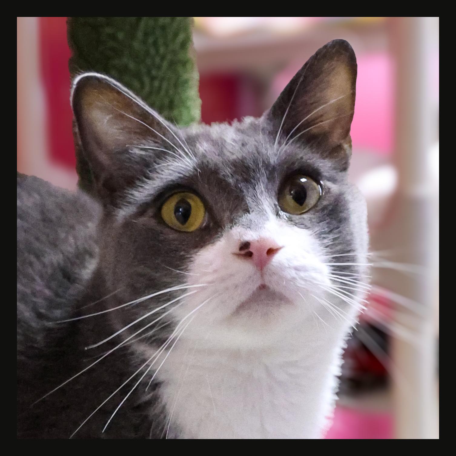 Enlarge Momba, a ADOPTABLE Domestic Short Hair in Topeka, KS image 2/3