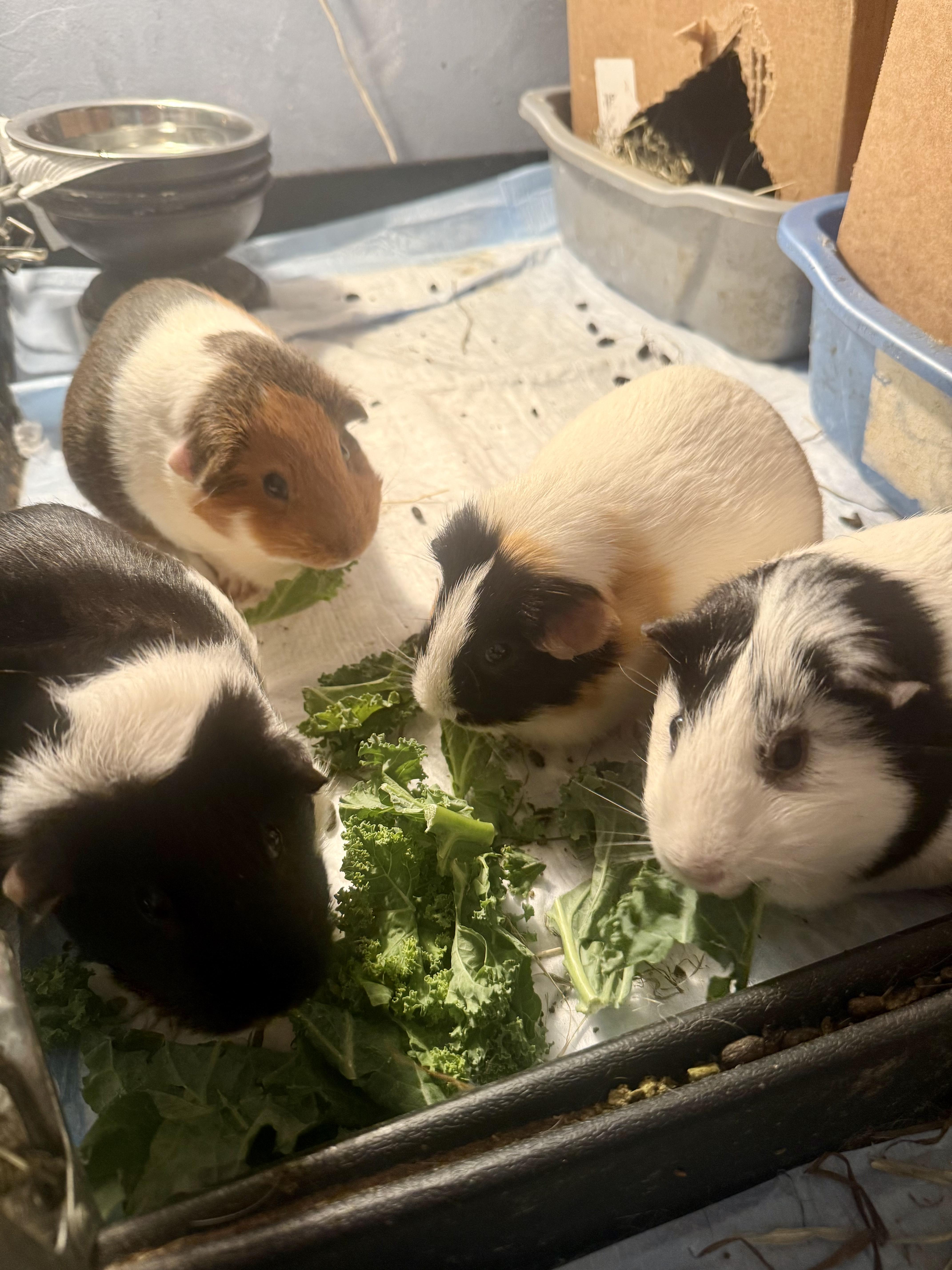 Cookie, Oreo, Sadie & Santa, ADOPTABLE, Adult Female Guinea Pig.
