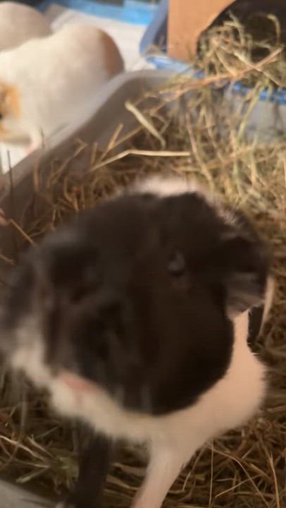 Enlarge Cookie, Oreo, Sadie & Santa, a ADOPTABLE Guinea Pig in Salisbury Mills, NY video 2/2
