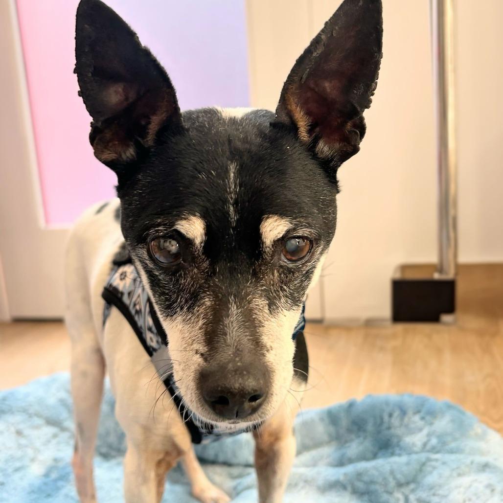 Enlarge Granite 13896, a Adoptable Terrier in San Francisco, CA image 1/6