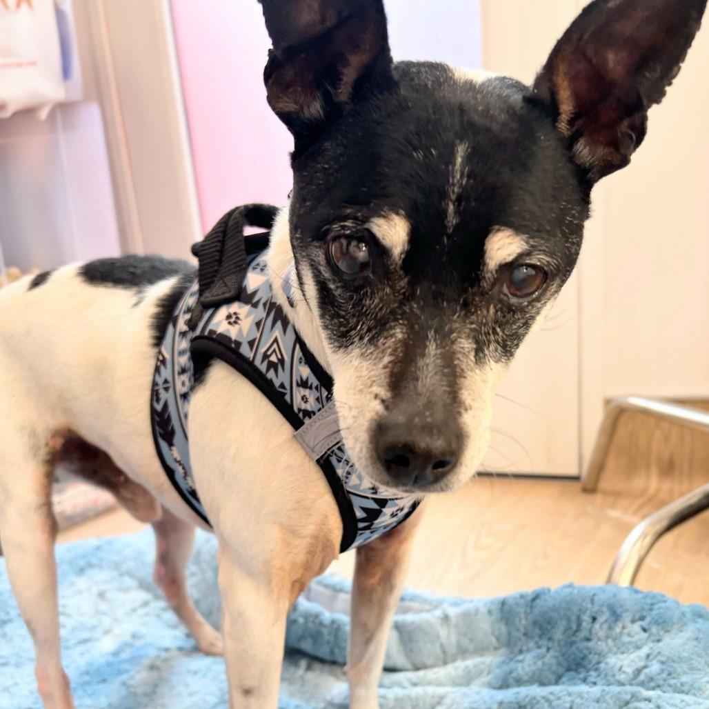 Enlarge Granite 13896, a Adoptable Terrier in San Francisco, CA image 2/6