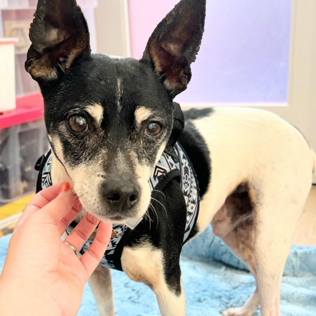 Enlarge Granite 13896, a Adoptable Terrier in San Francisco, CA image 3/6