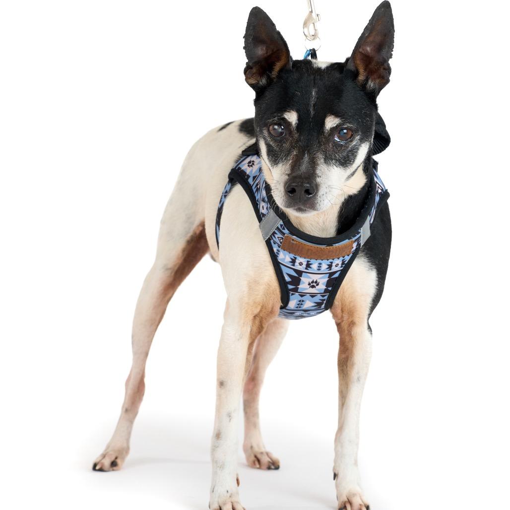 Enlarge Granite 13896, a Adoptable Terrier in San Francisco, CA image 4/6