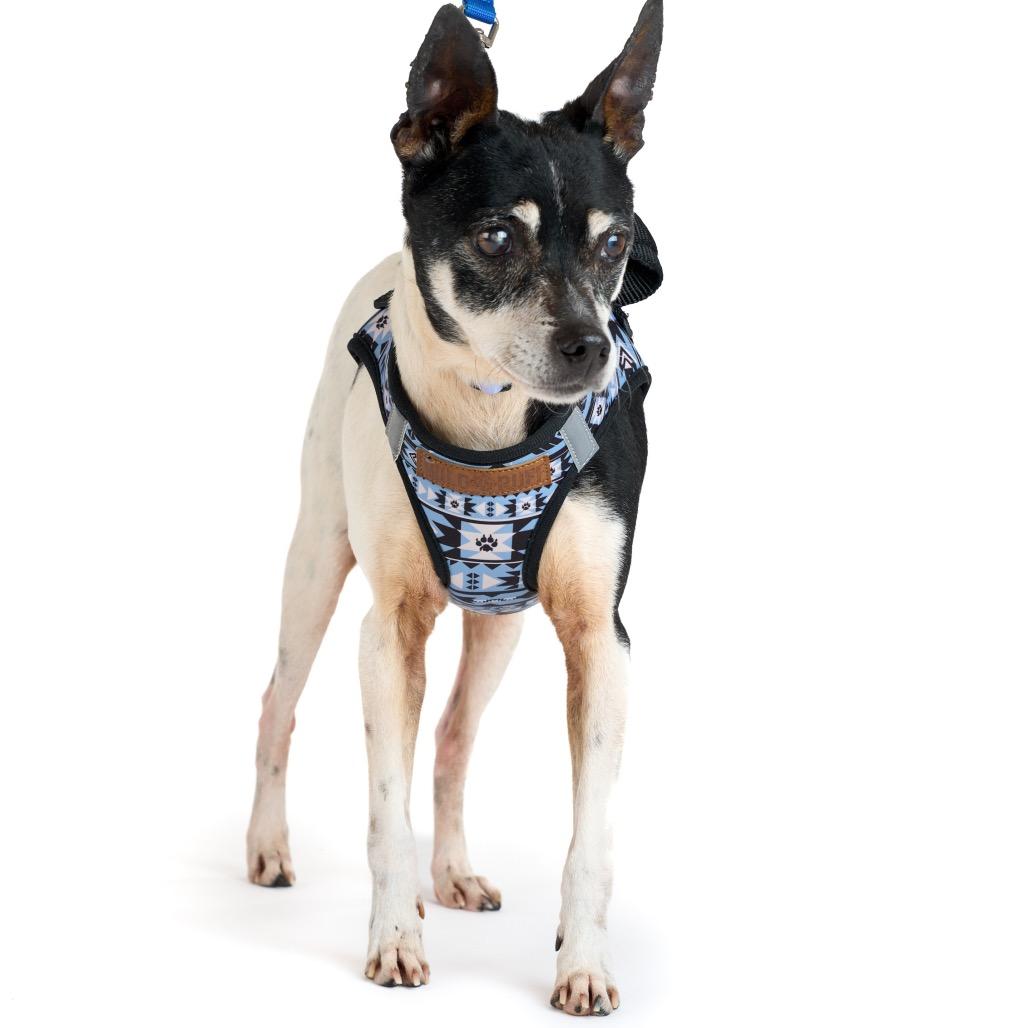 Enlarge Granite 13896, a Adoptable Terrier in San Francisco, CA image 5/6