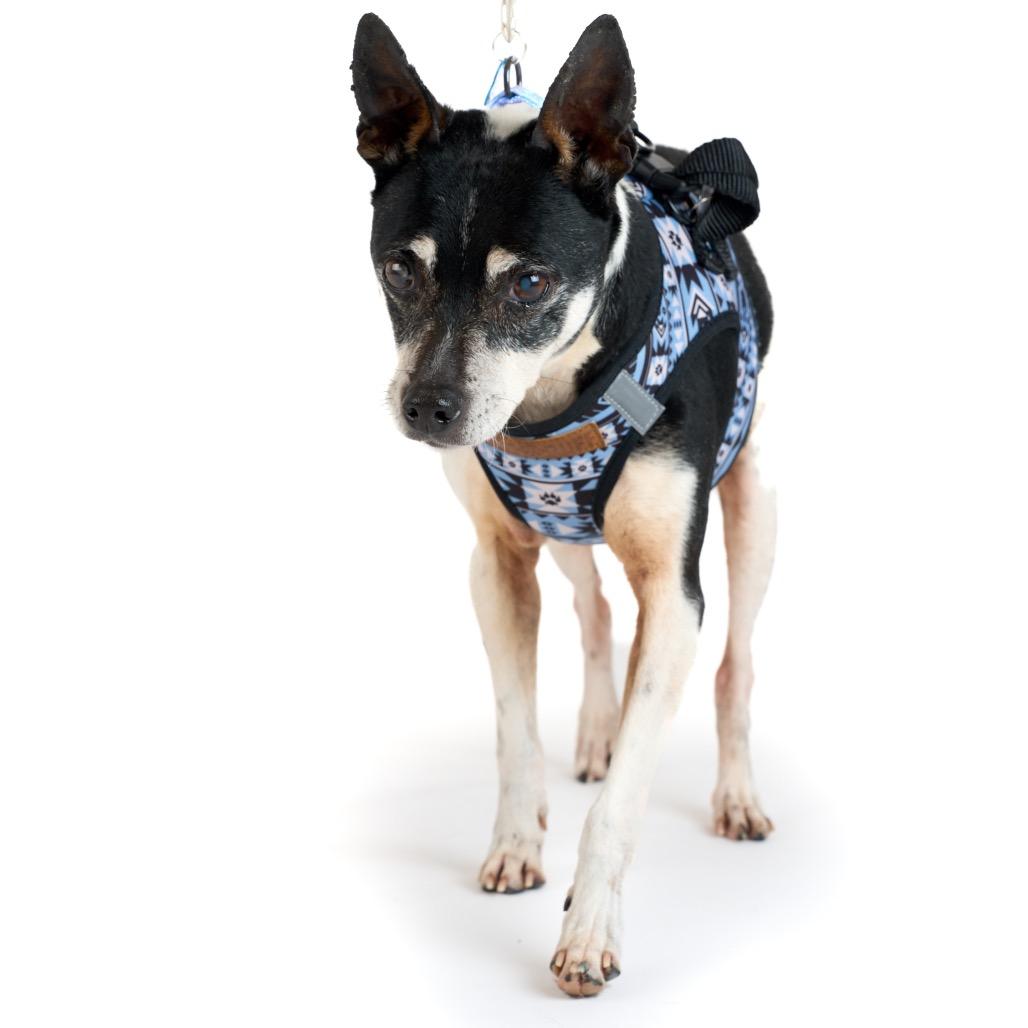 Enlarge Granite 13896, a Adoptable Terrier in San Francisco, CA image 6/6