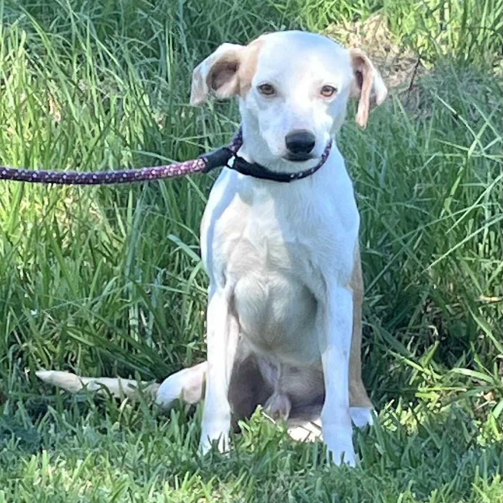 Chalupa — thumbnail 2