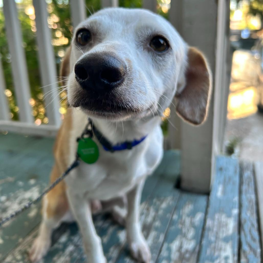 Chalupa — thumbnail 3