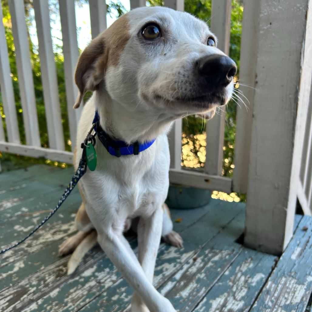 Chalupa — thumbnail 4