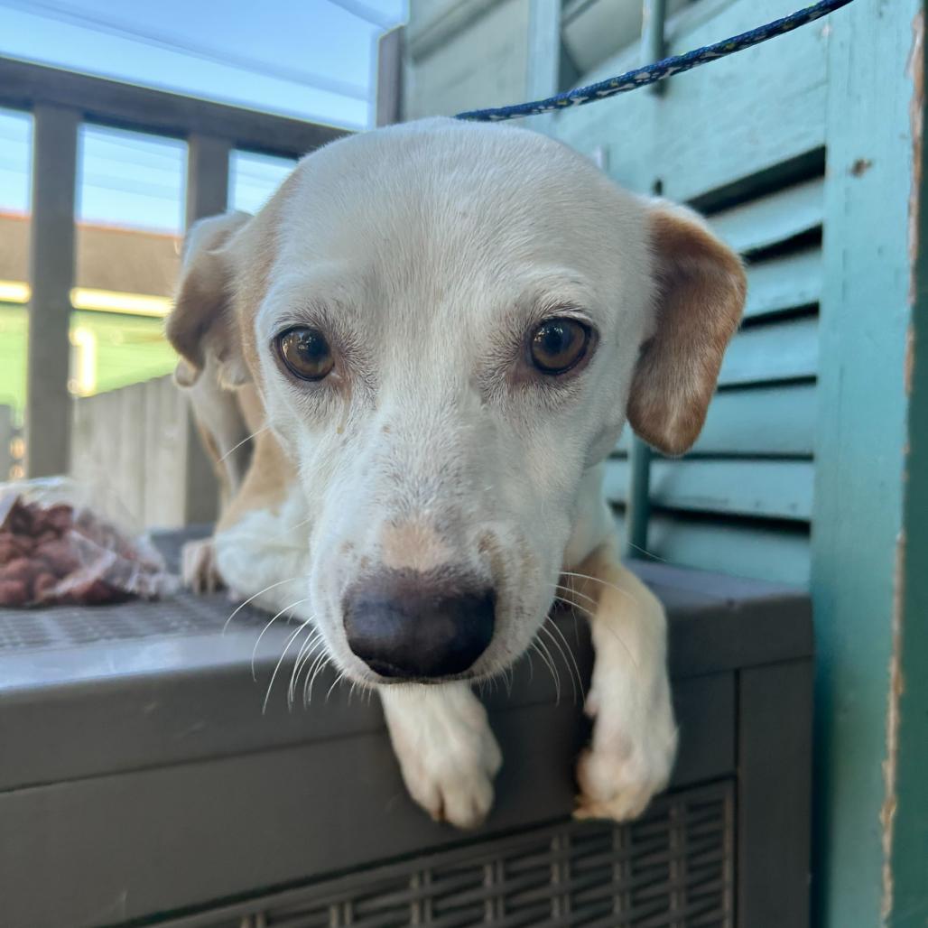 Chalupa — thumbnail 5