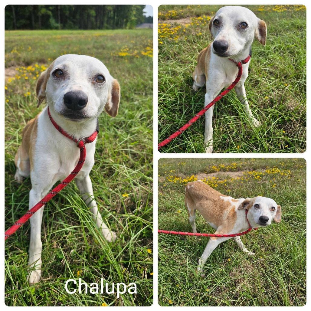 Chalupa — thumbnail 6