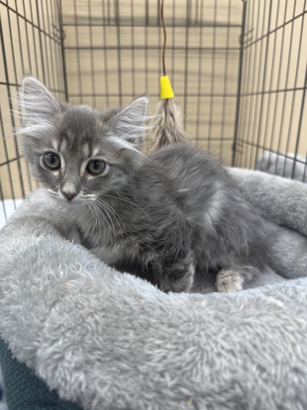 Enlarge Samantha, a Adopted mixed breed in El Dorado Hills, CA image 1/2