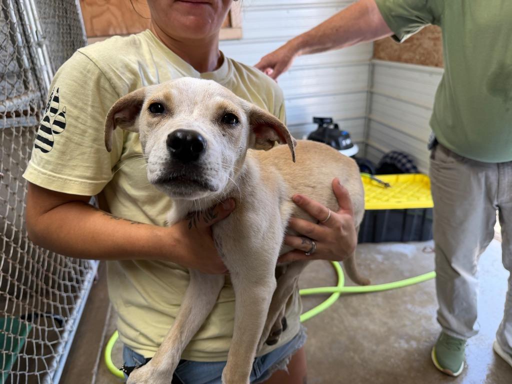 piglet, Adopted, Puppy Male Mixed Breed.