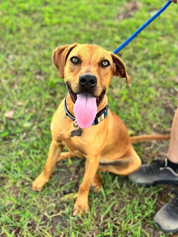 Carlson, Adoptable, Young Male Labrador Retriever & Hound.