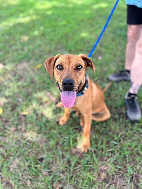 Enlarge Carlson, a Adoptable mixed breed in Berkeley Heights, NJ image 2/6