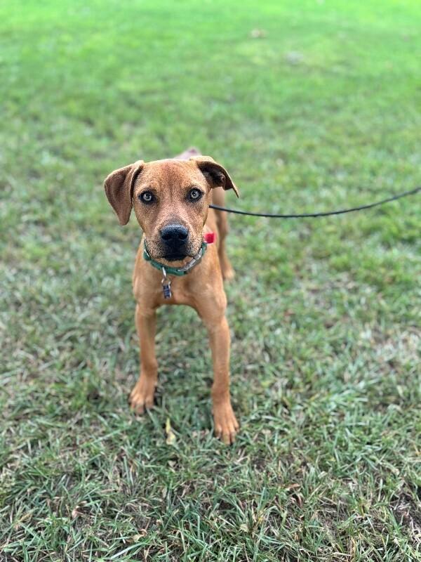 Enlarge Carlson, a Adoptable mixed breed in Berkeley Heights, NJ image 4/6