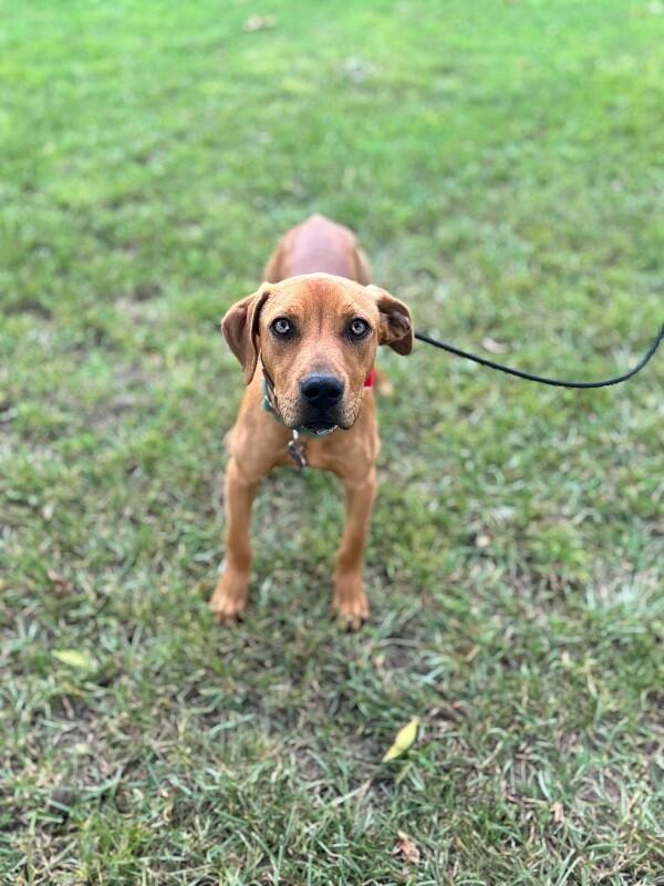 Enlarge Carlson, a Adoptable mixed breed in Berkeley Heights, NJ image 5/6