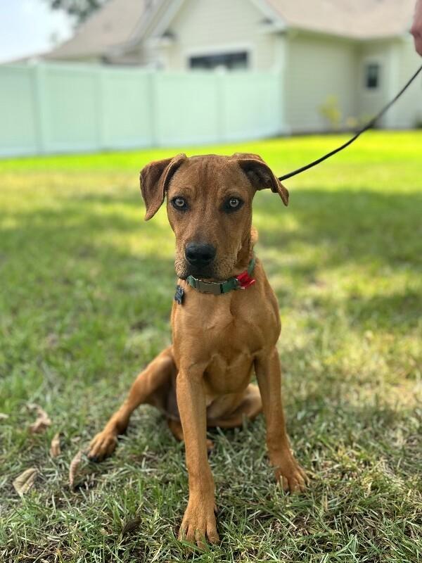 Enlarge Carlson, a Adoptable mixed breed in Berkeley Heights, NJ image 6/6