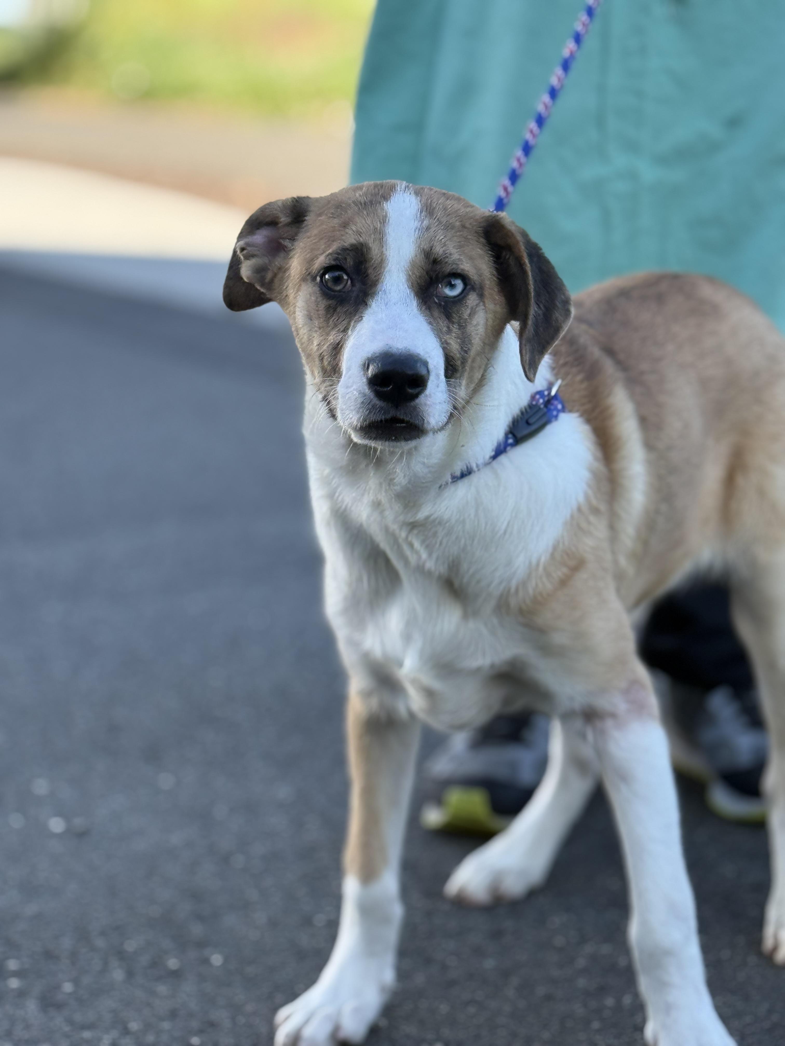 Speckles, adopted, Puppy Male Husky & Australian Cattle Dog / Blue Heeler.