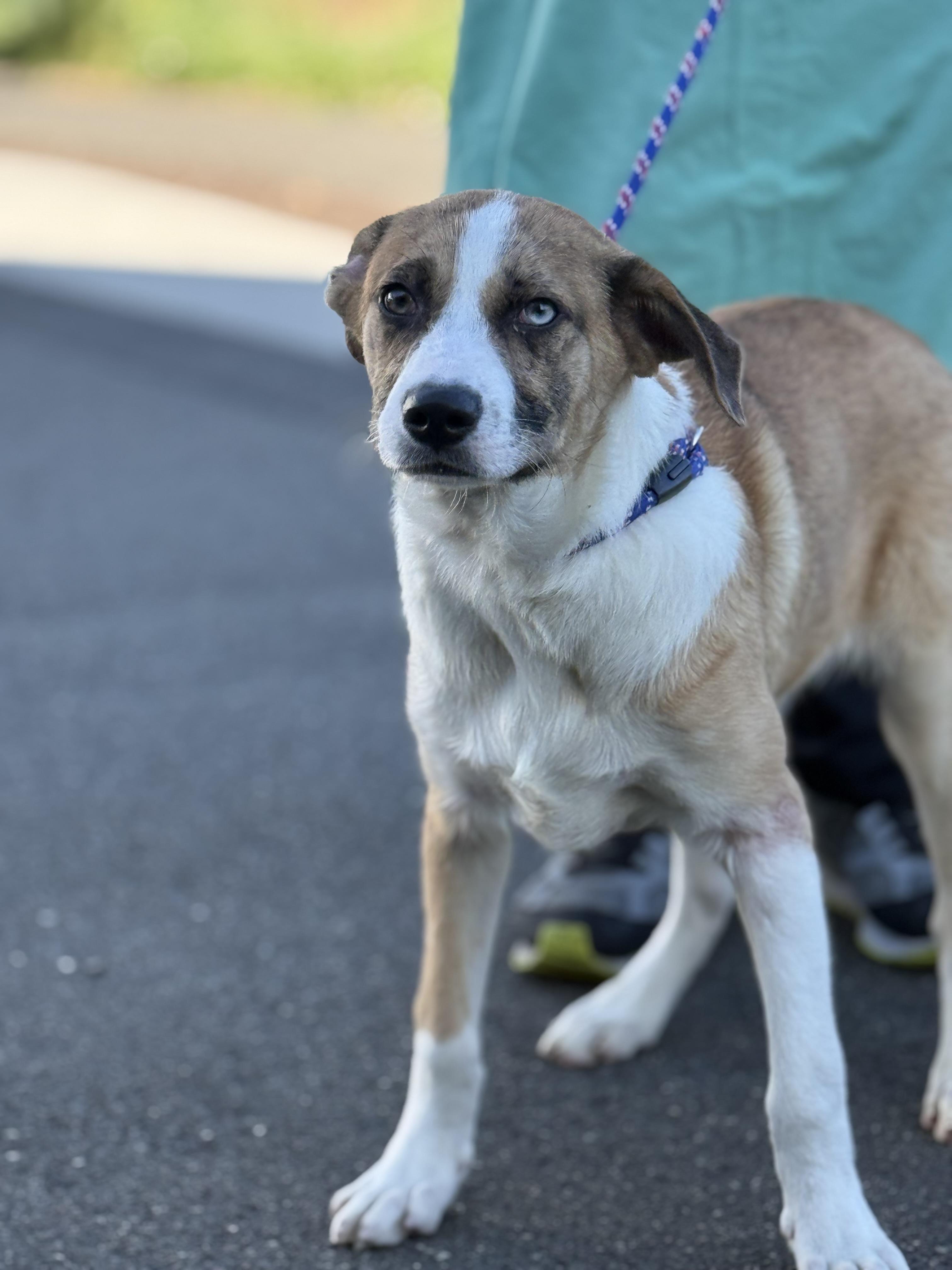 Speckles, an adopted mixed breed in Milford, CT image 2/3